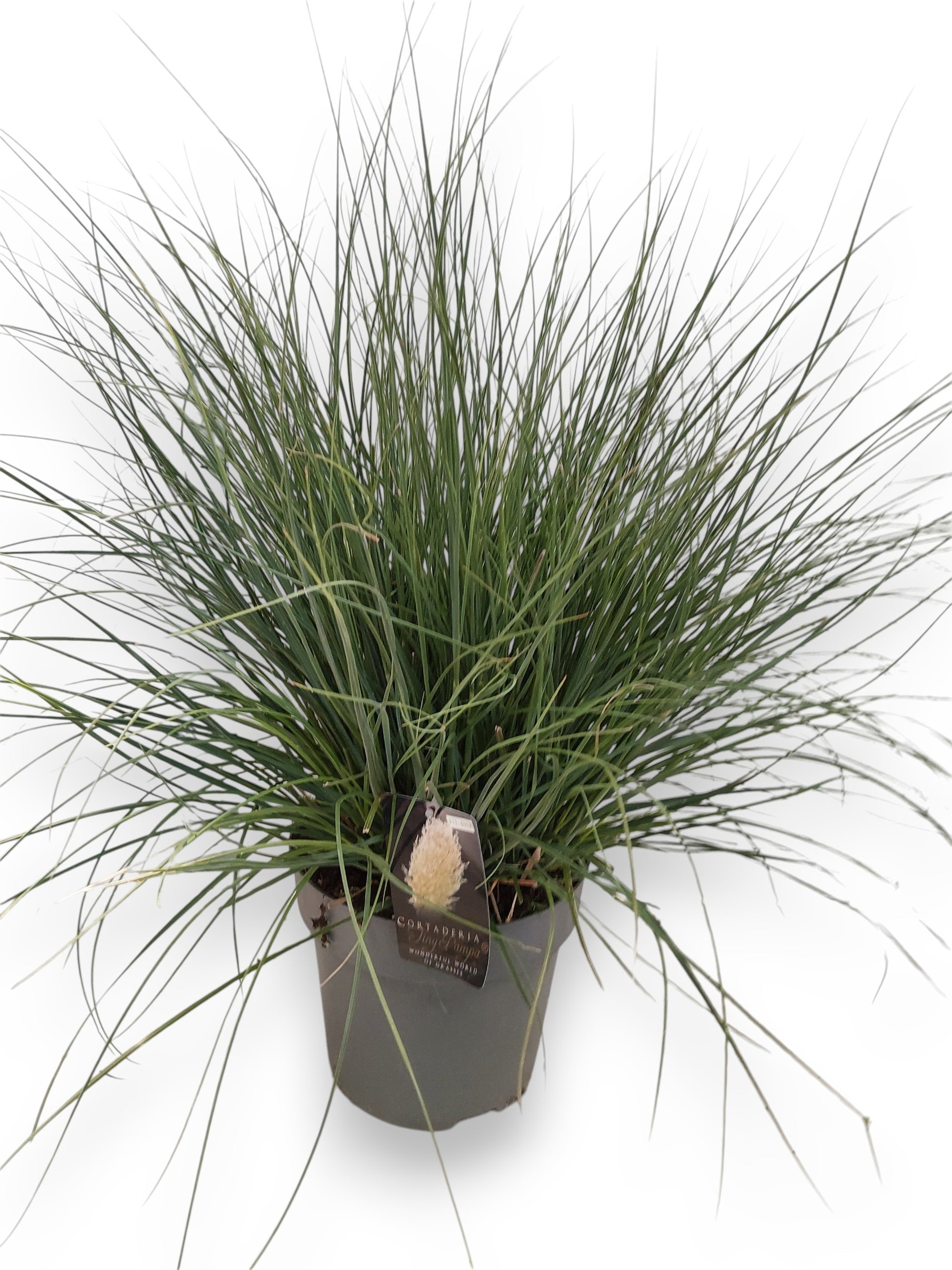 Cortaderia sel. Tiny Pampa 70cm 27cm Pot