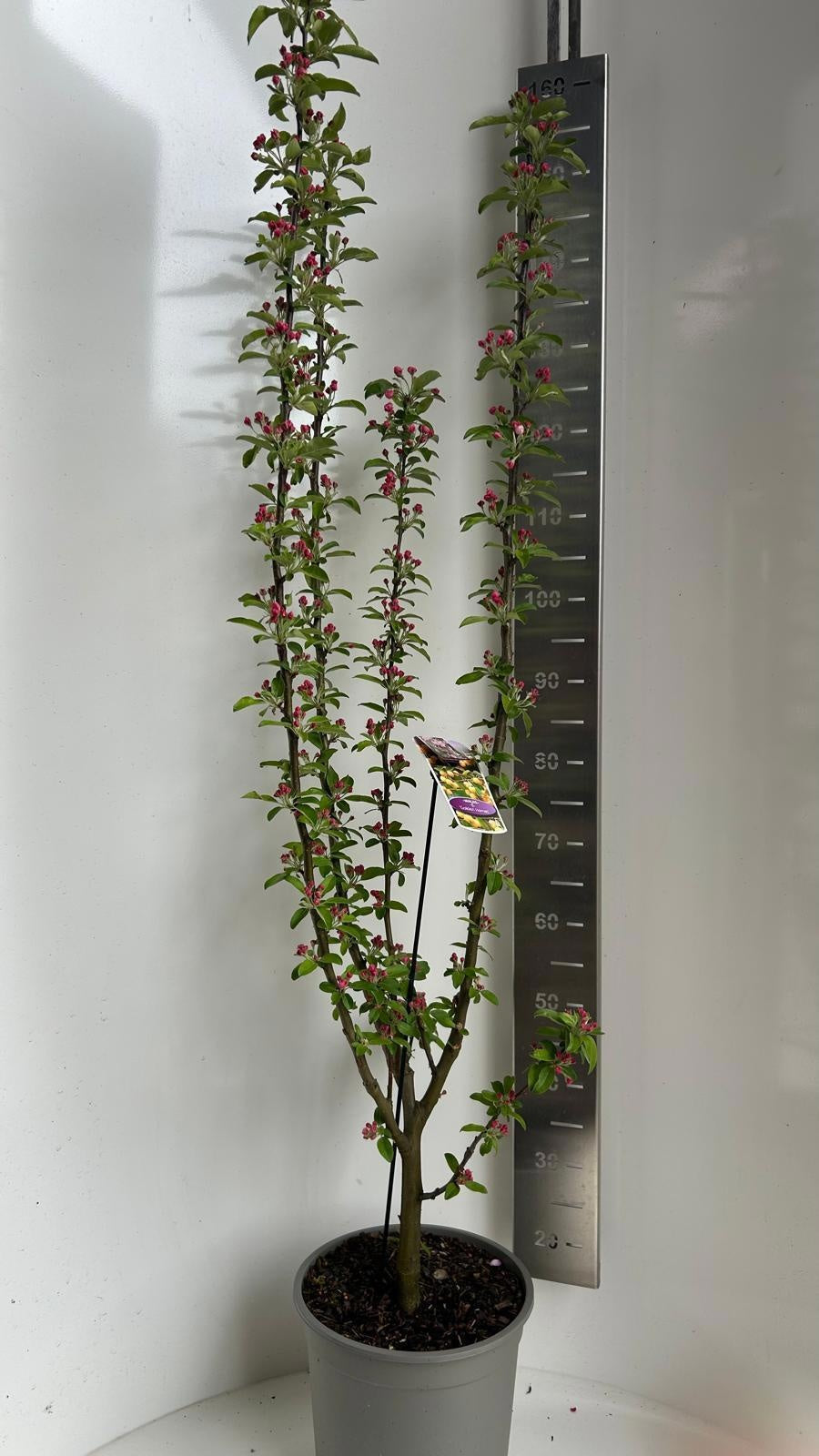 Malus Golden Hornet 110cm 29cm Pot