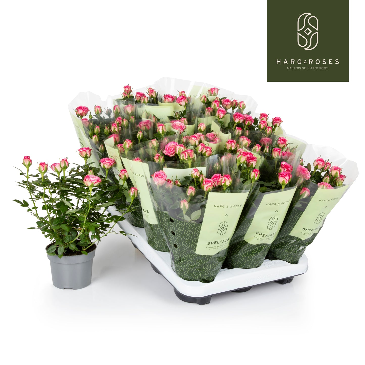 Rosa Kordana Carousel 25cm 10.5cm Pot