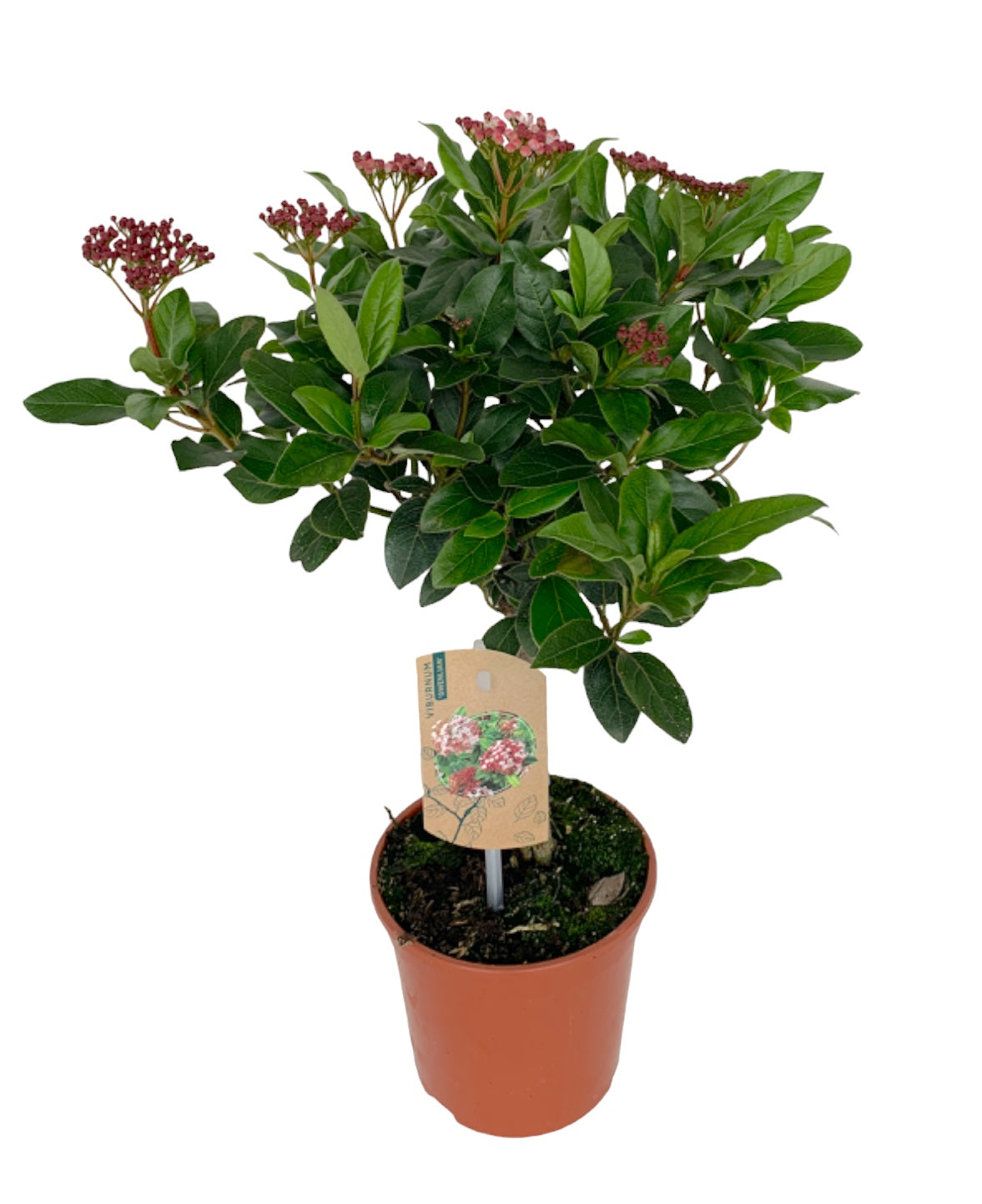 Viburnum tinus 45cm 14cm Pot