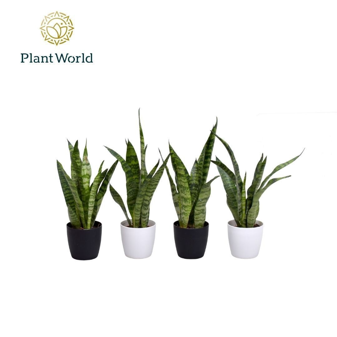Sansevieria Zeylanica 25cm 7cm Pot