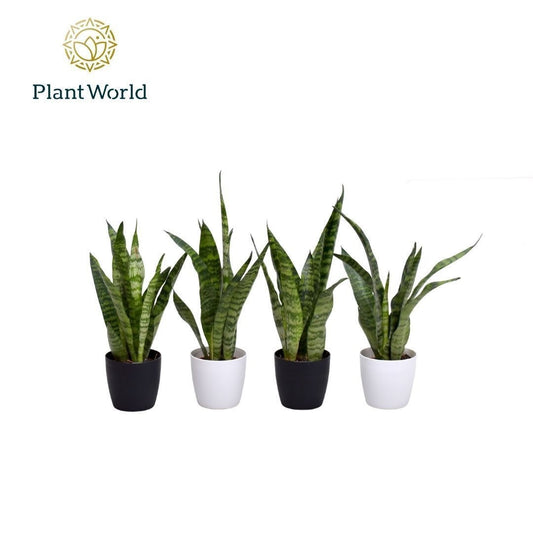 Sansevieria Zeylanica 25cm 7cm Pot