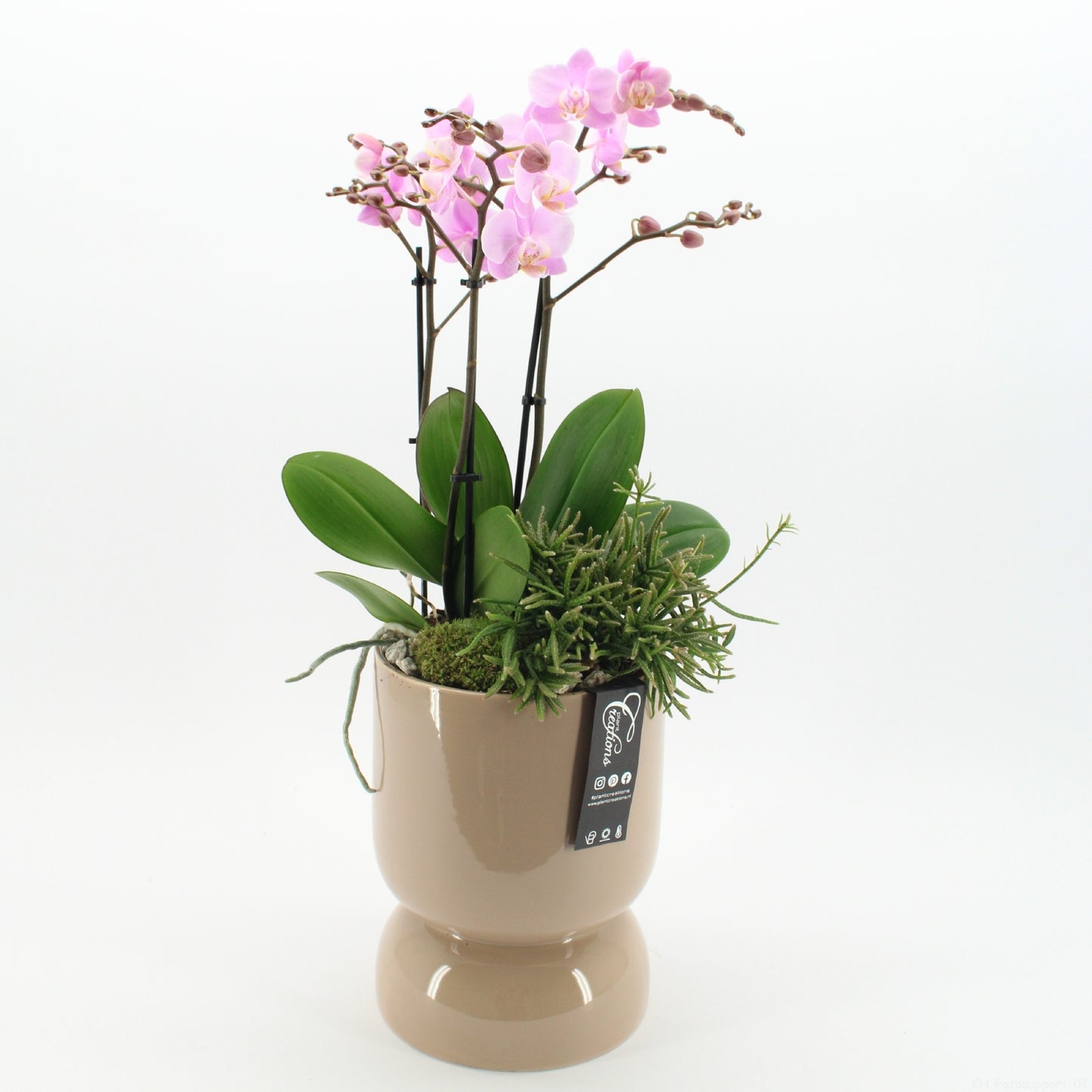 PHAL-2624RZ Phalaenopsis creatie 65cm 19cm Pot