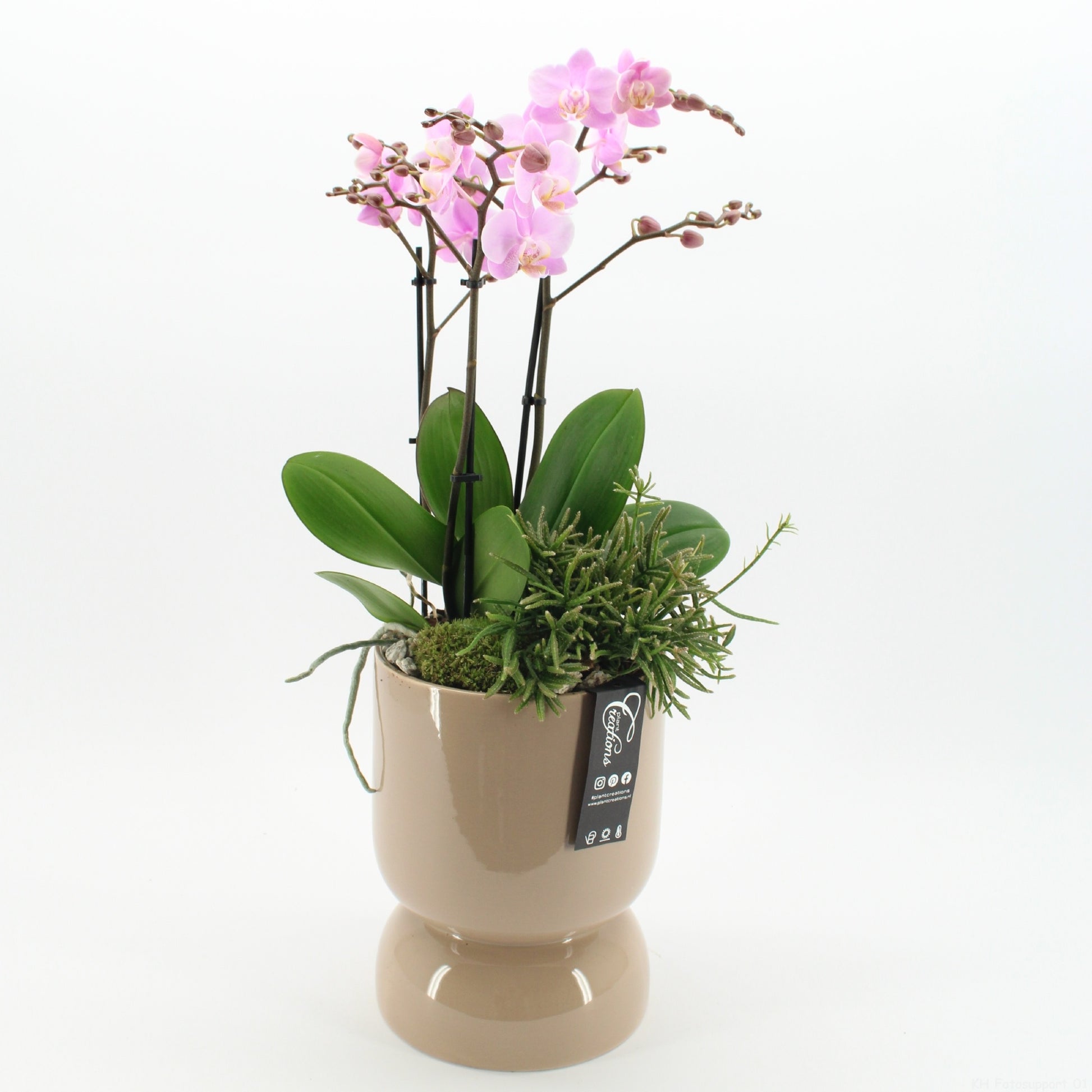 Phalaenopsis arrangement 65cm 19cm Pot