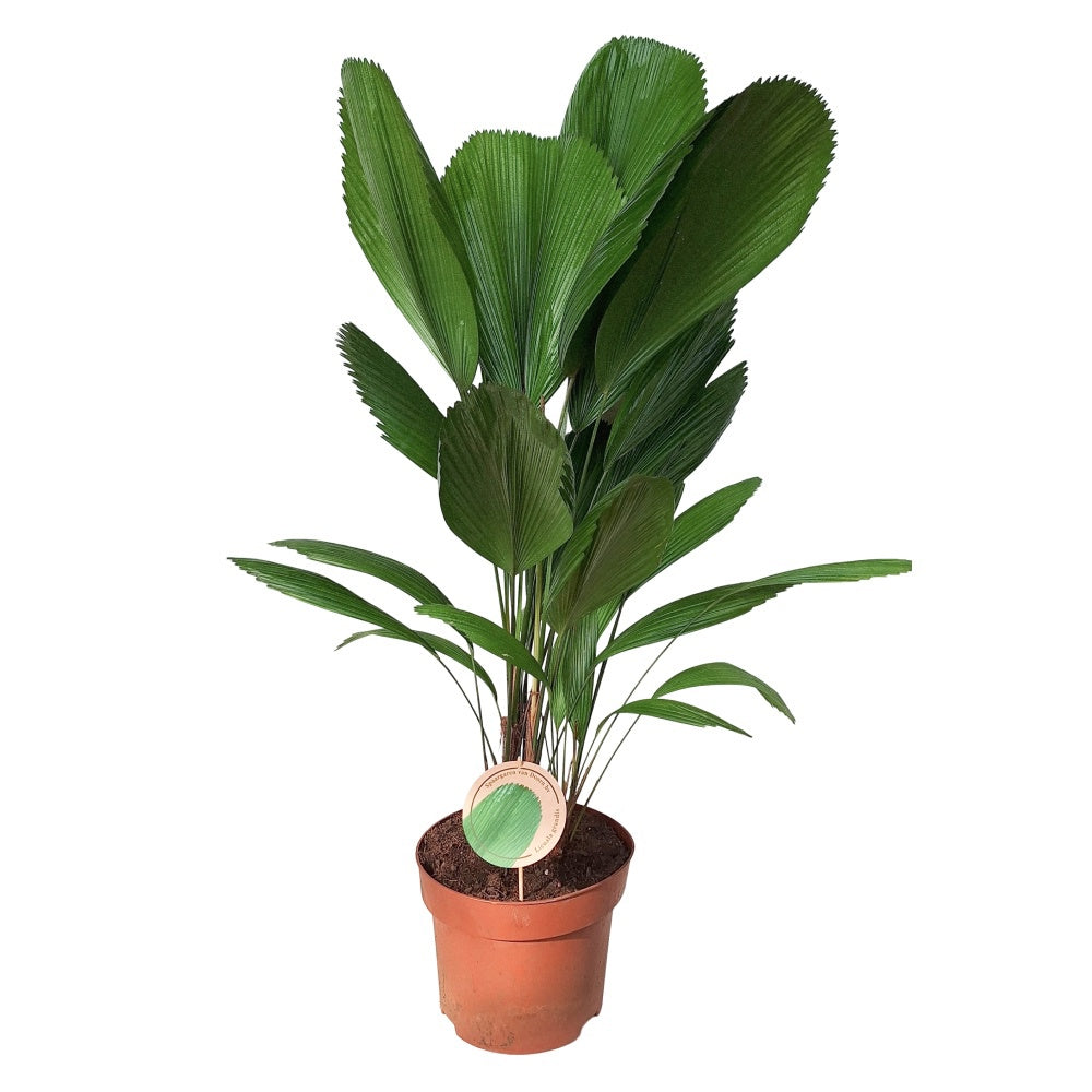 Licuala grandis 100cm 29cm Pot