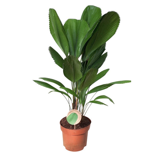 Licuala grandis 100cm 29cm Pot