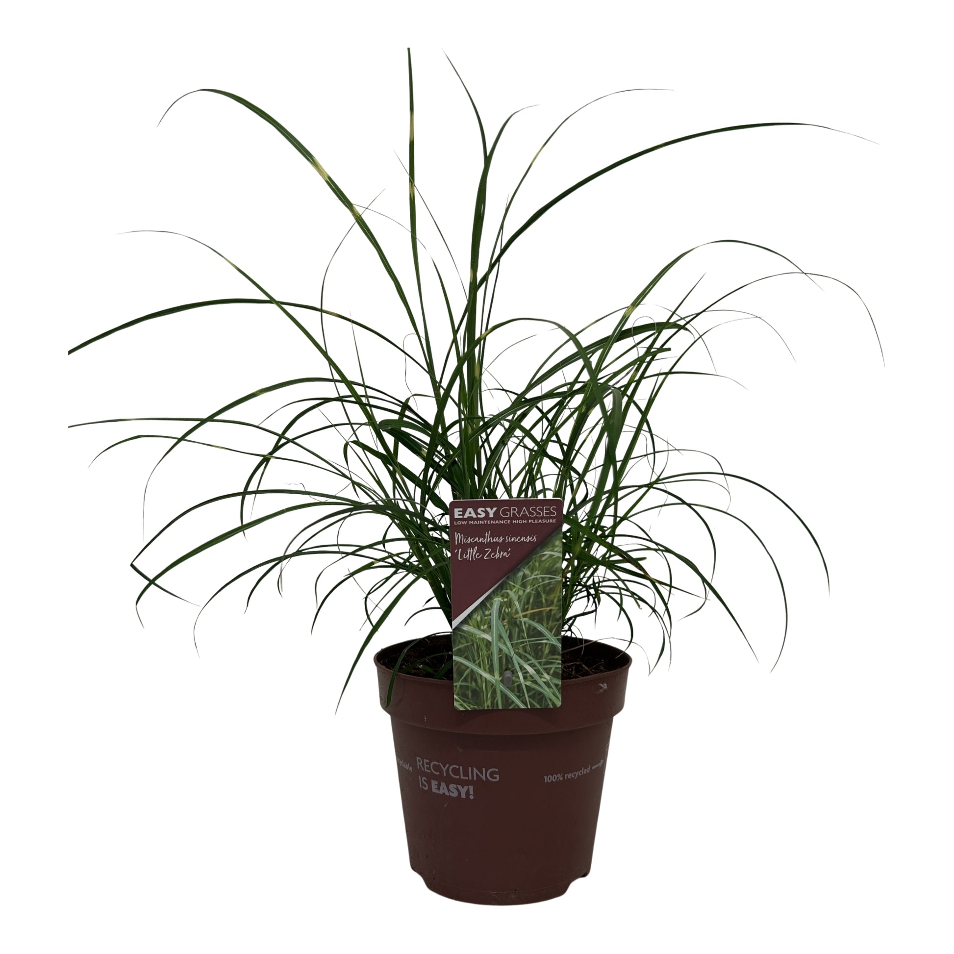 Miscanthus Zebrinus 35cm 17cm Pot