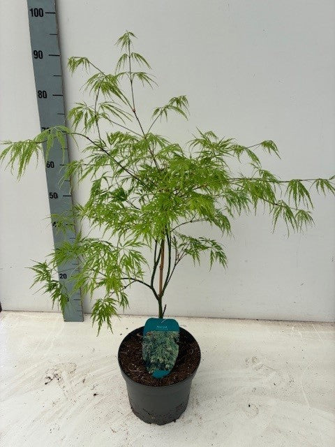Acer Dissectum 70cm 23cm Pot