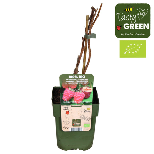 Rubus idaeus (Raspberry) 30cm 13cm Pot