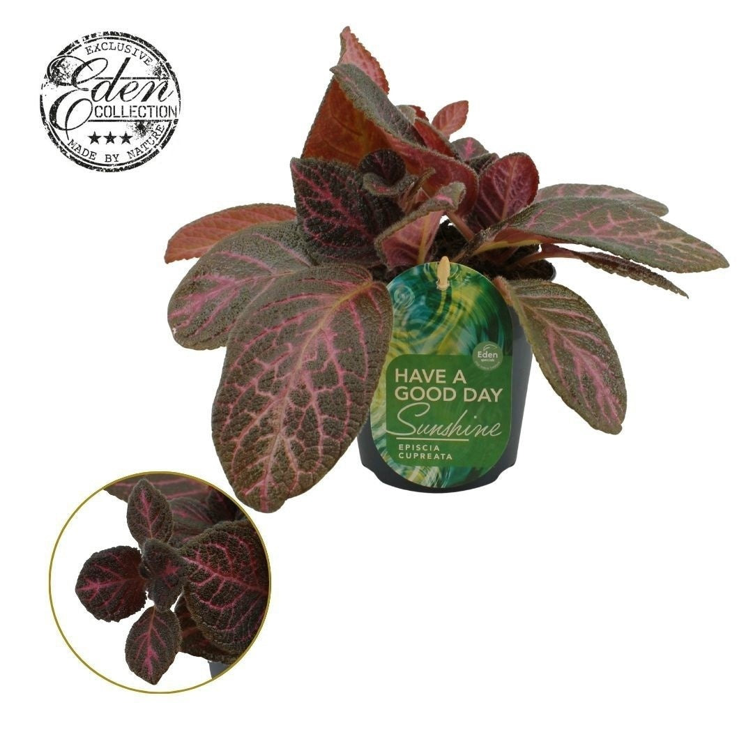 Episcia cup. Tierra Noche 20cm 12cm Pot