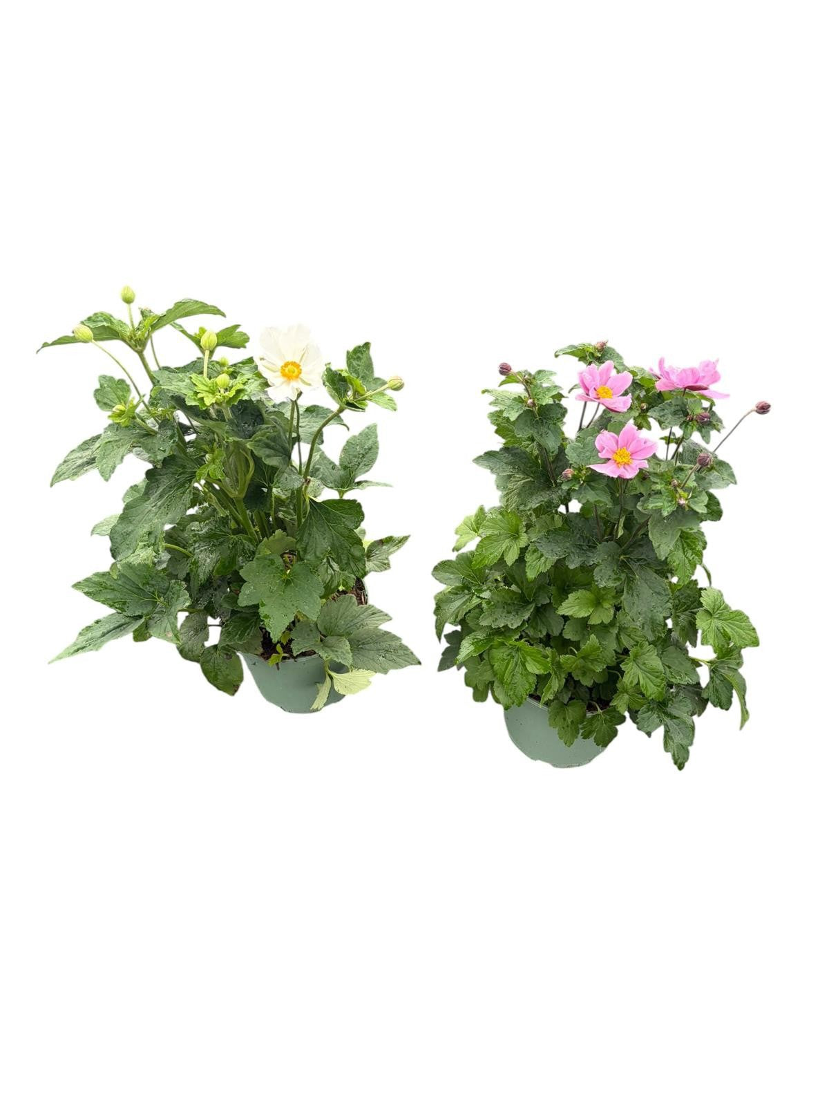Woudenberg, VOF Gebr. van Anemone mix Pack of 1