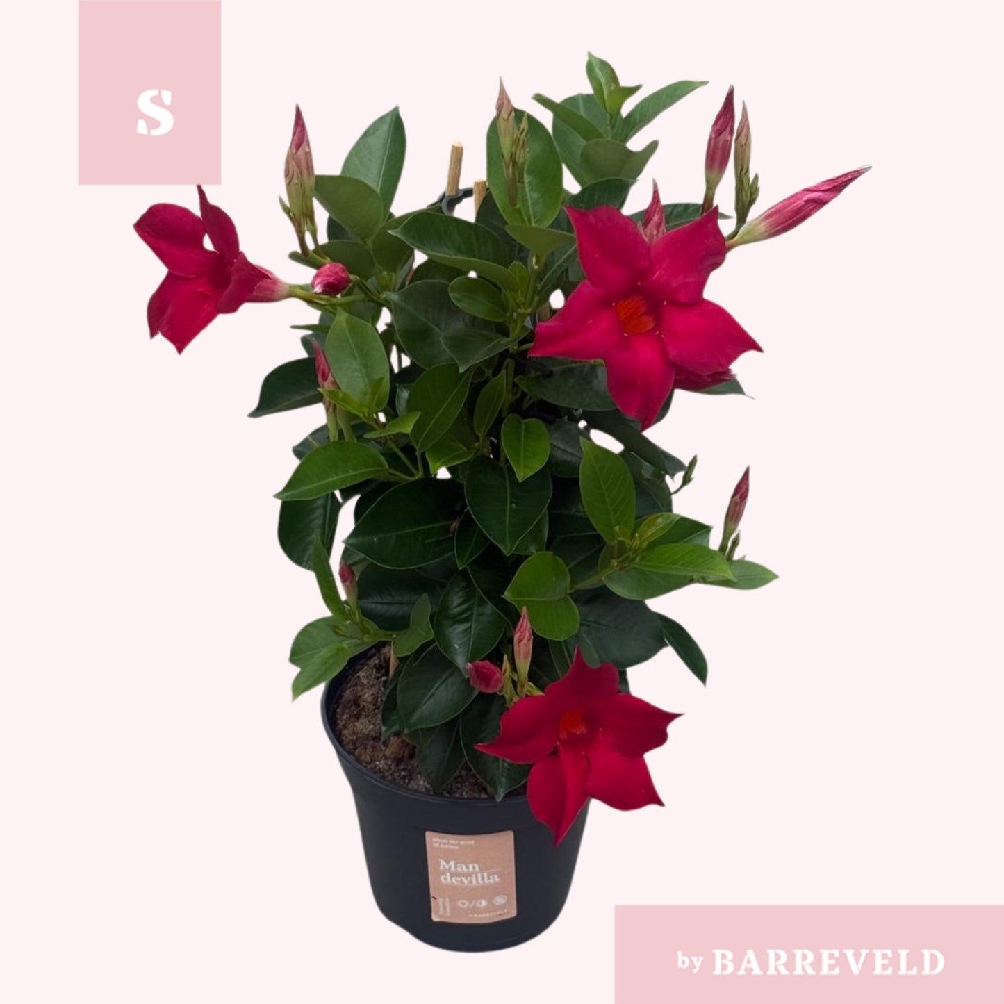 Mandevilla Red 45cm 14cm Pot
