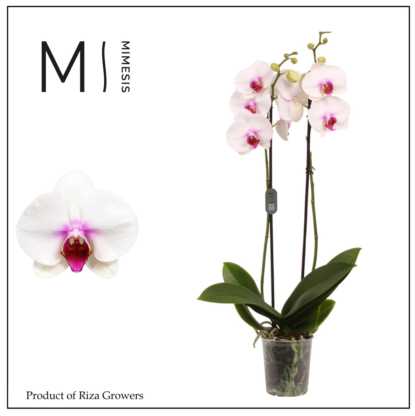 Phalaenopsis white 70cm 12cm Pot
