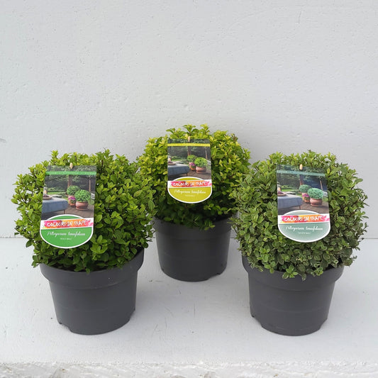Pittosporum tenuifolium 40cm 23cm Pot