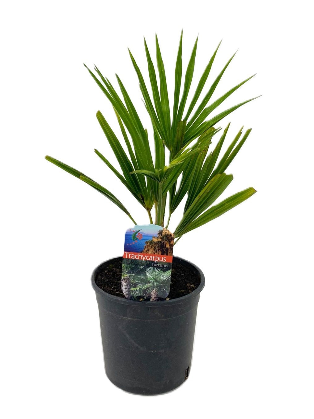 Luiten Kwekerij BV Trachycarpus fortunei Pack of 8