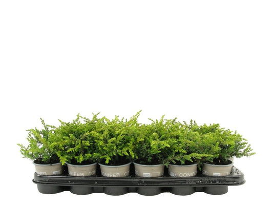 Juniperus Goldschatz 10cm 9cm Pot