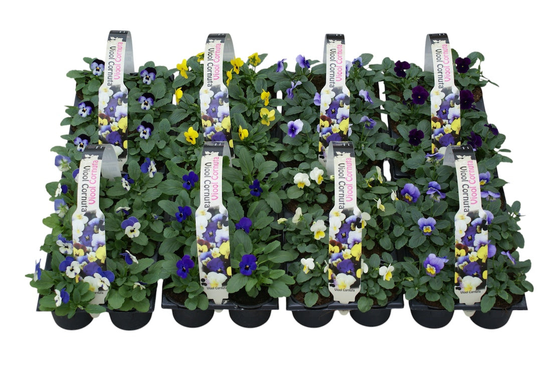 Zuidbaak Honselersdijk Viola cornuta mix Pack of 14