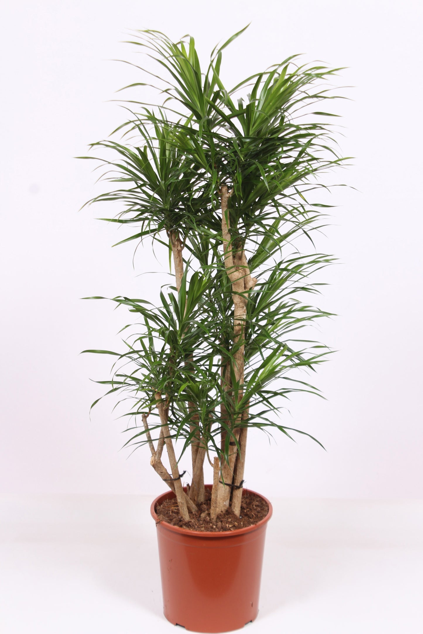 Dracaena ref. Anita 150cm 30cm Pot