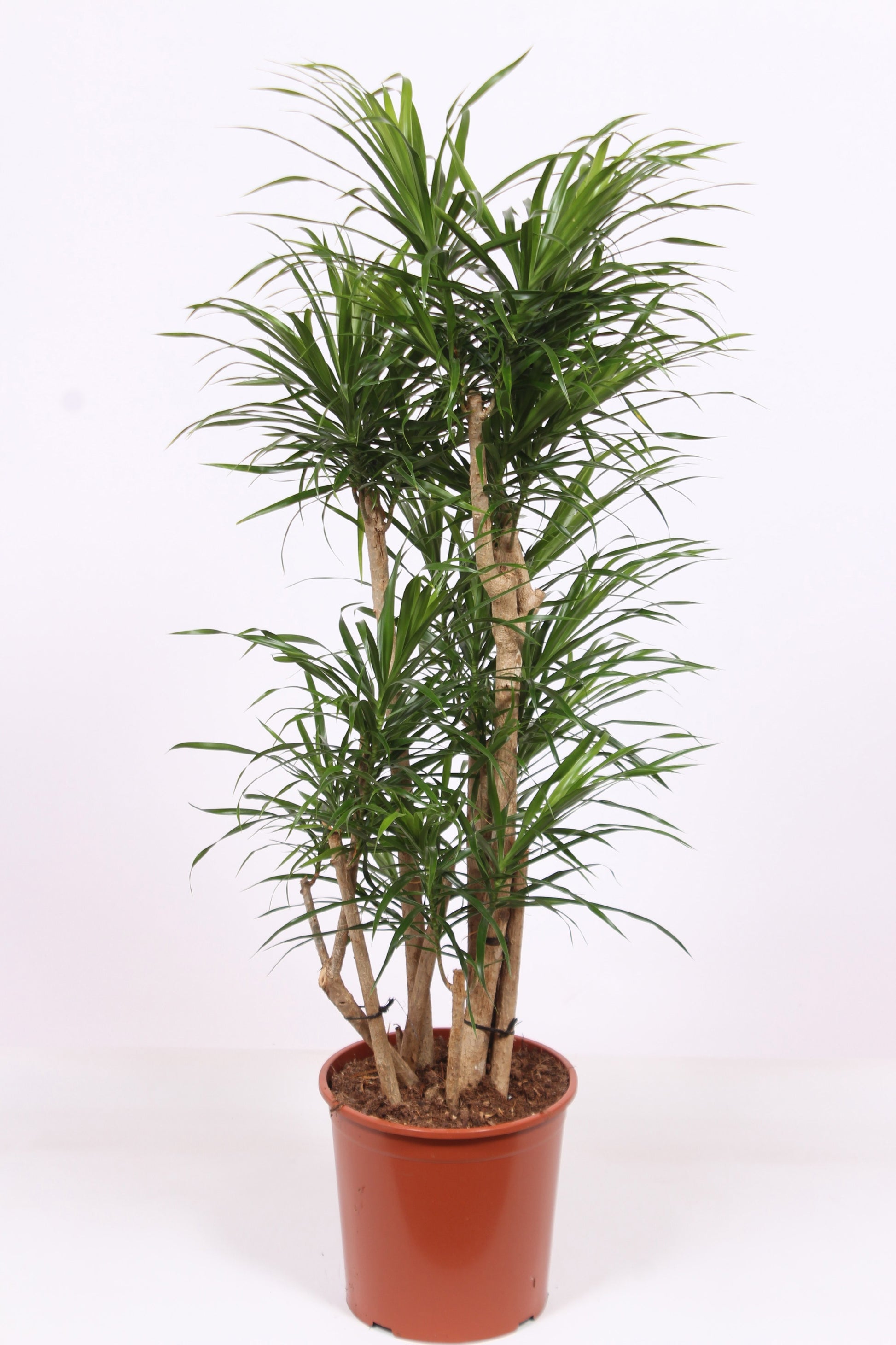 Dracaena ref. Anita 150cm 30cm Pot