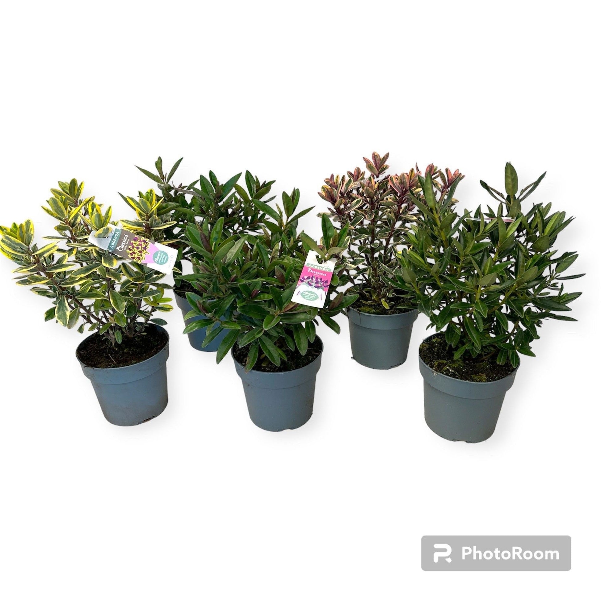 Hebe Addenda mix green+ variegated 50cm 17cm Pot