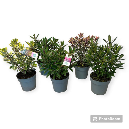 Hebe Addenda mix green+ variegated 50cm 17cm Pot