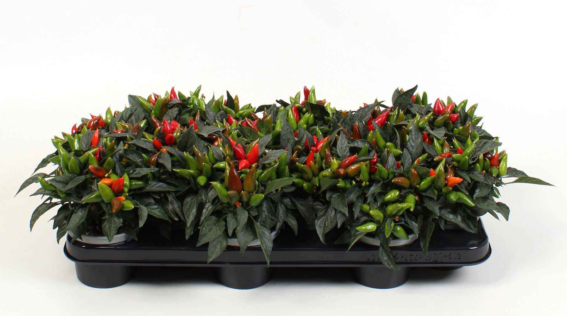 Capsicum ann. Salsa Red 18cm 510cm Pot