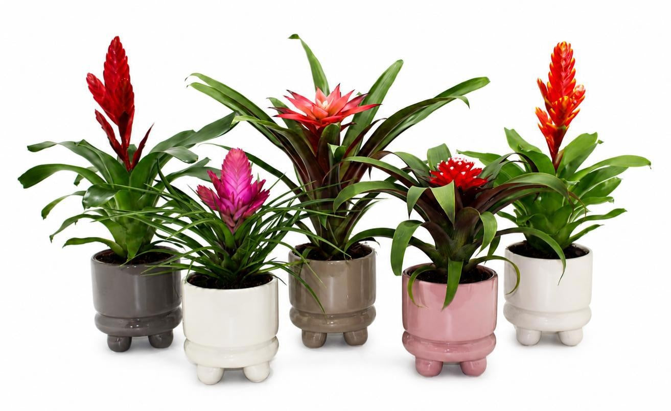 Bromelia mix 30cm 10.5cm Pot
