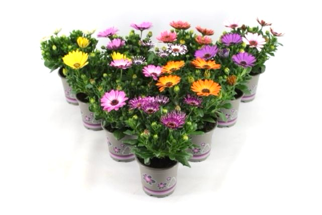 Osteospermum Margarita mix 22cm 11cm Pot