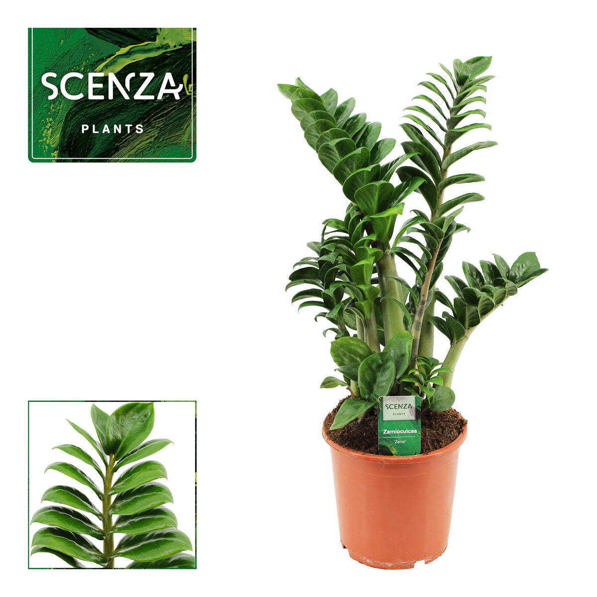 Zamioculcas Zenzi 55cm 17cm Pot