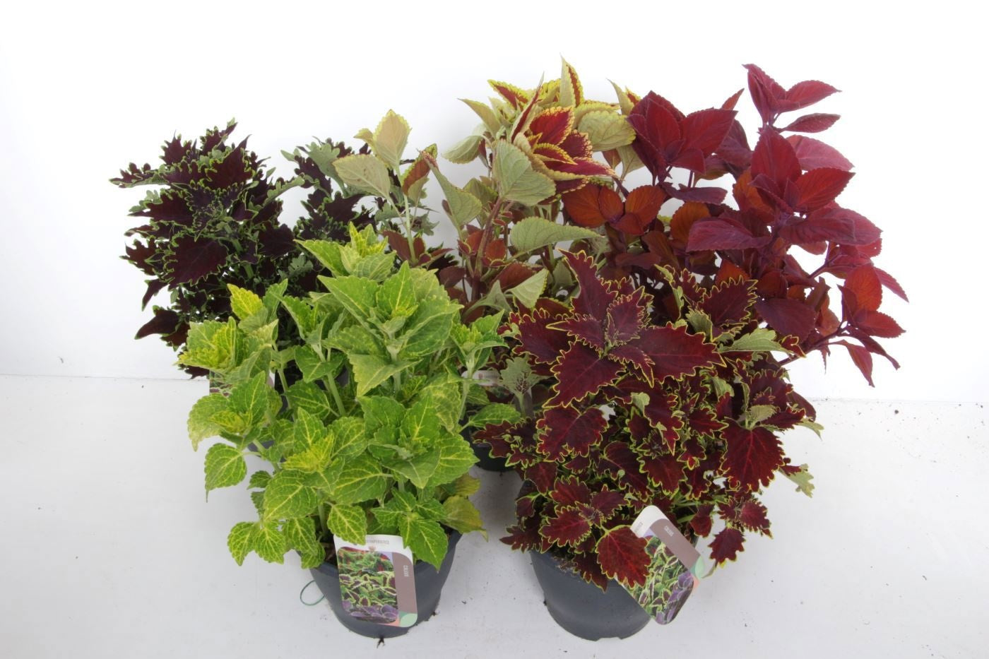 Coleus mix 60cm 23cm Pot