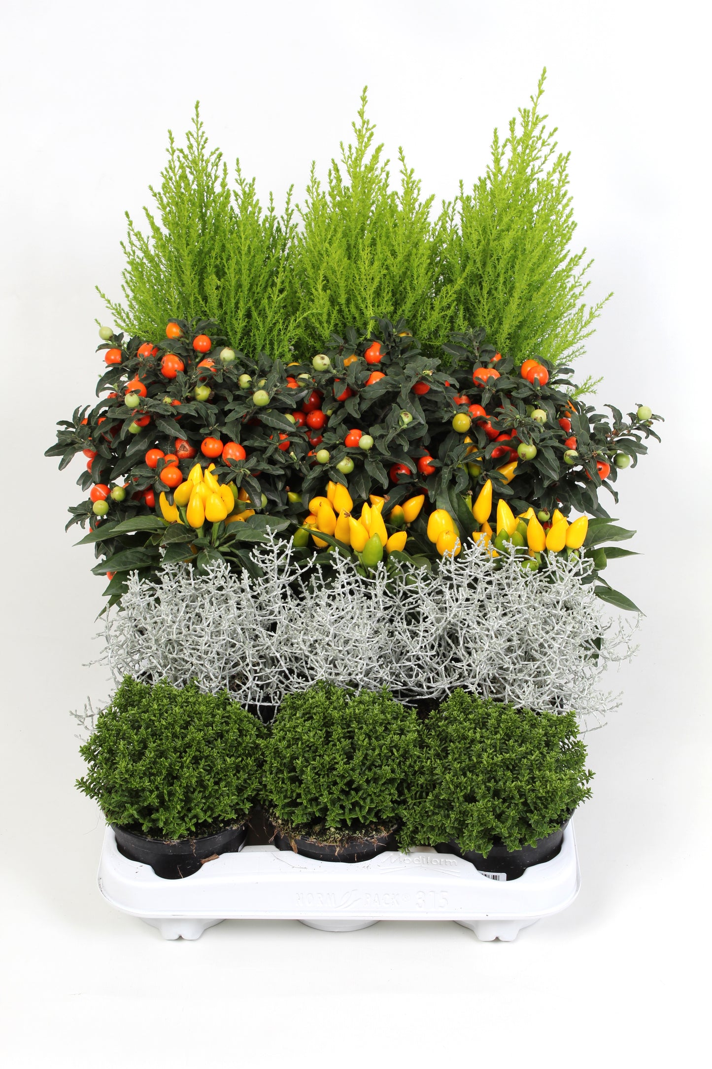 V&S, Kwekerij Annual plants assorti Pack of 15