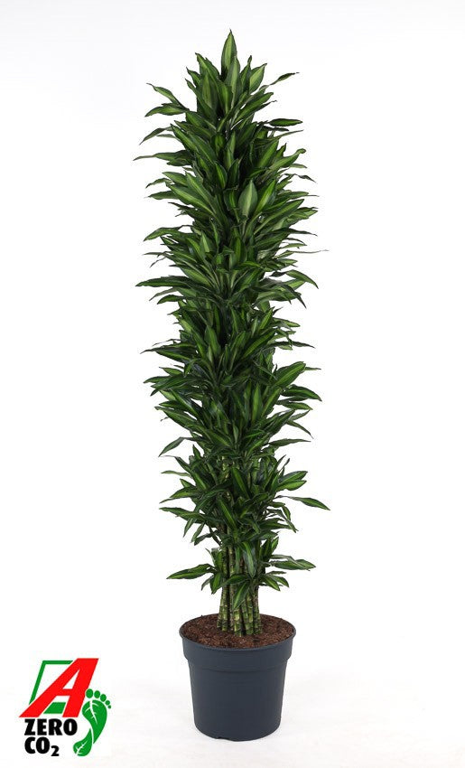 Dracaena fragrans 200cm 40cm Pot