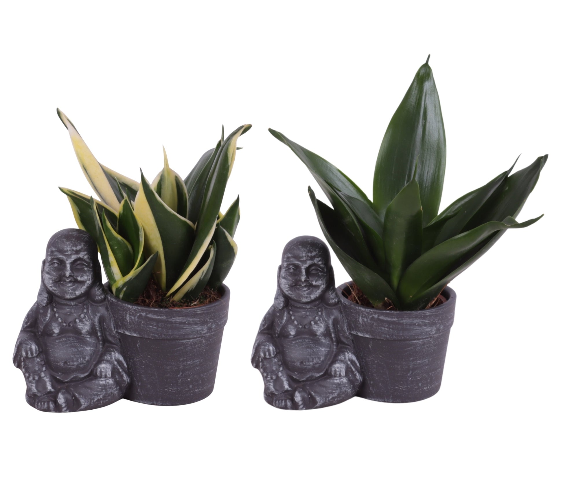 Sansevieria trifasciata 20cm 13cm Pot