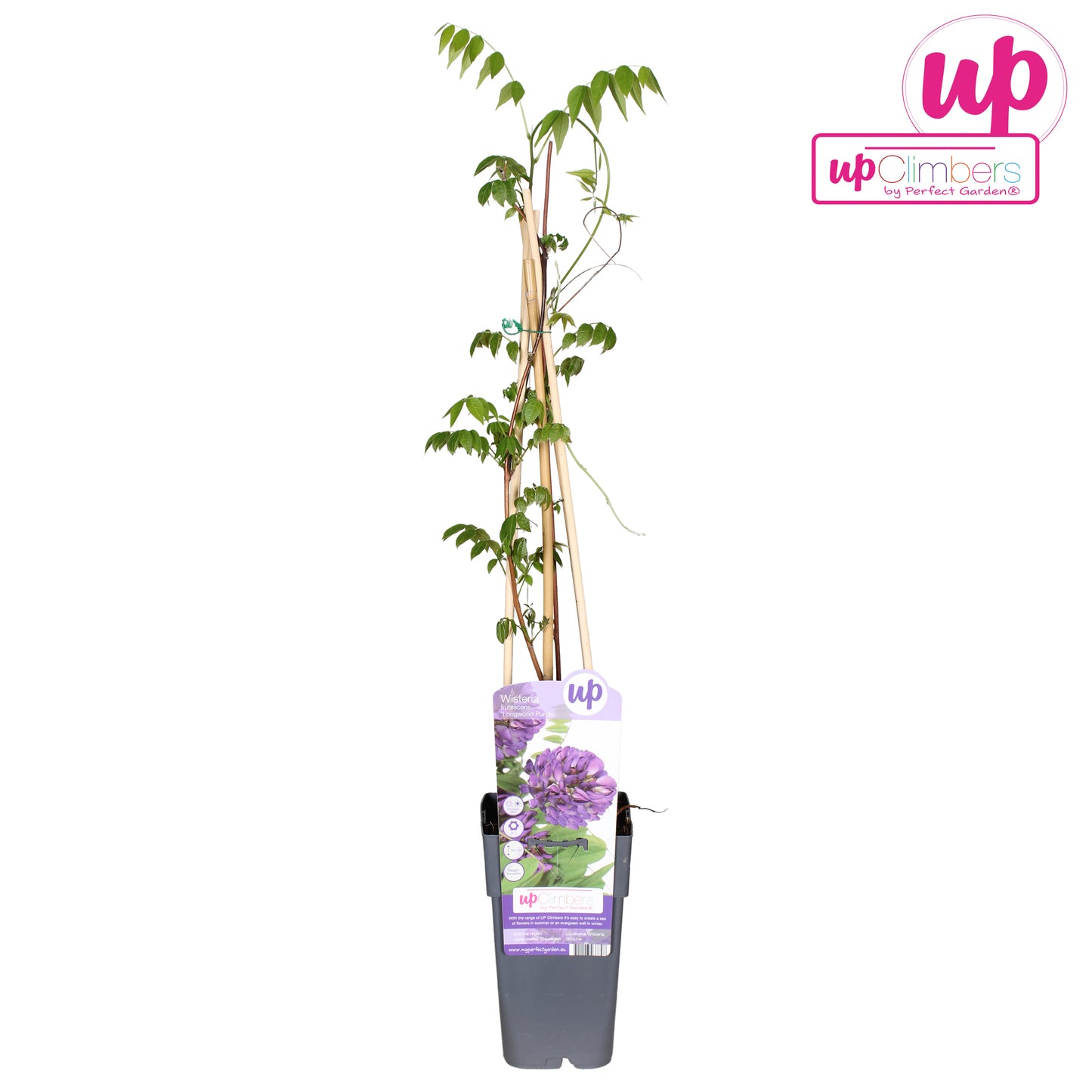 Wisteria macr. Blue moon 70cm 15cm Pot