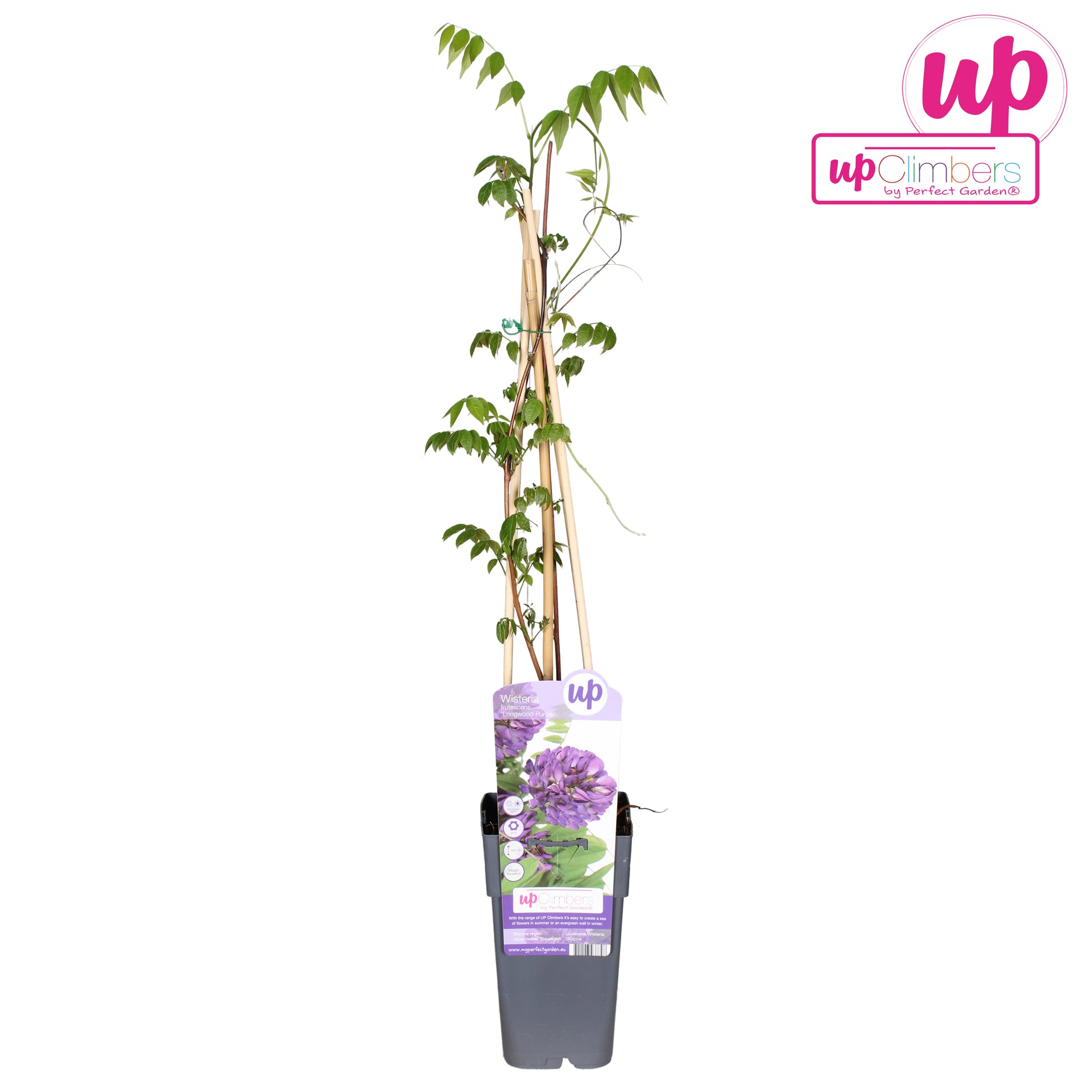 Wisteria macr. Blue moon 70cm 15cm Pot