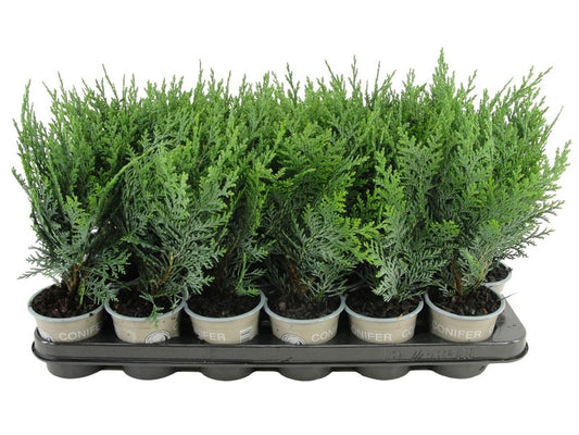 Chamaecyparis Pelt's Blue 20cm 9cm Pot