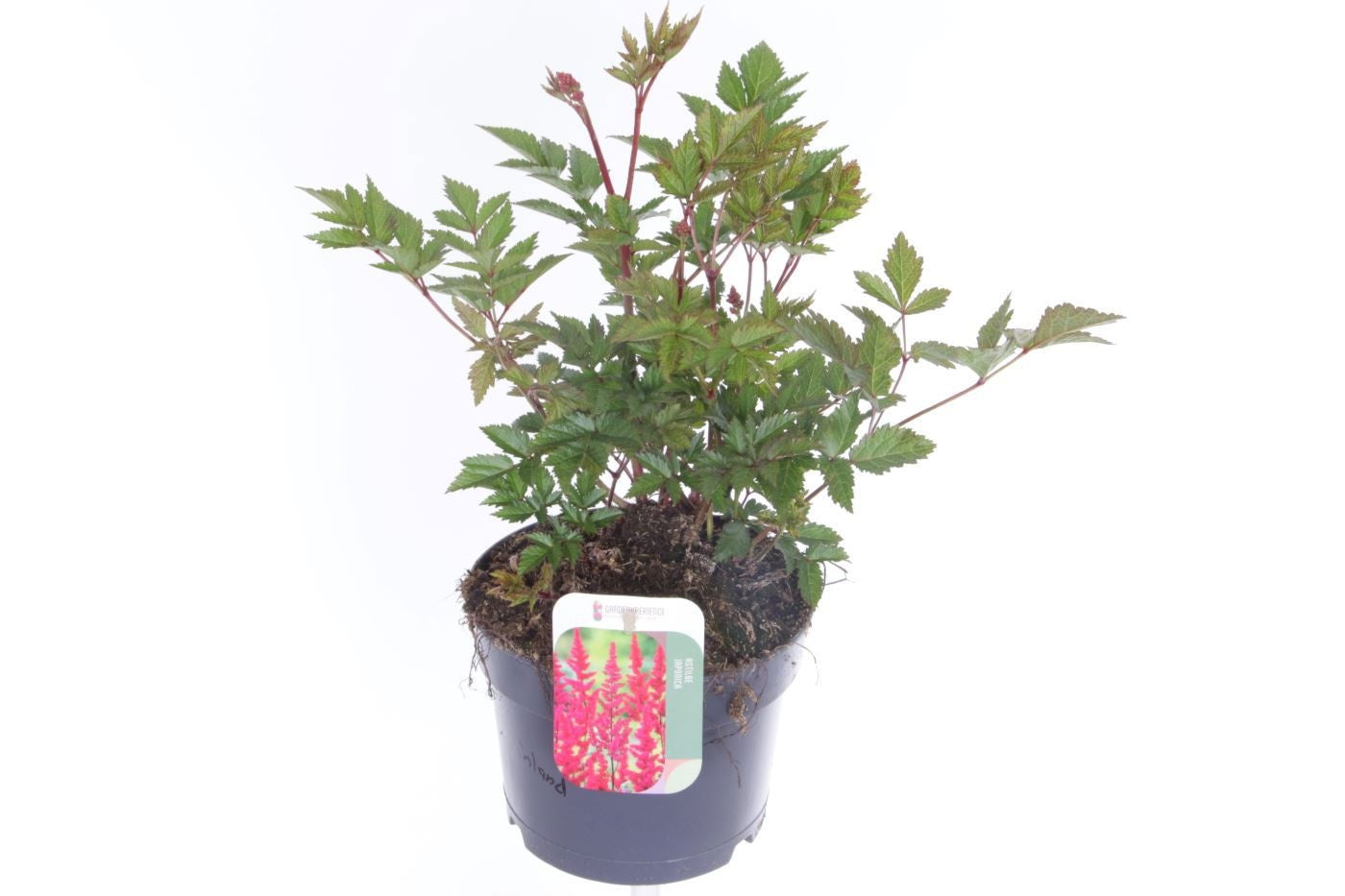 Astilbe jap. Montgomery 30cm 17cm Pot