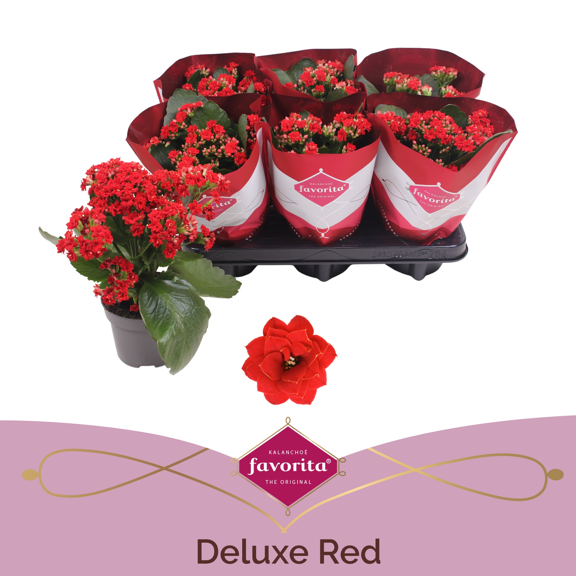 Kalanchoe Perfecta Red 22cm 10.5cm Pot