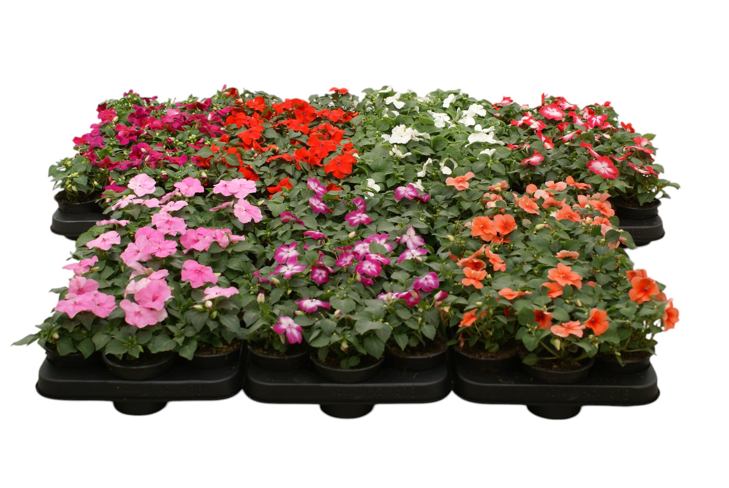 Impatiens wal. mix 12cm 9cm Pot