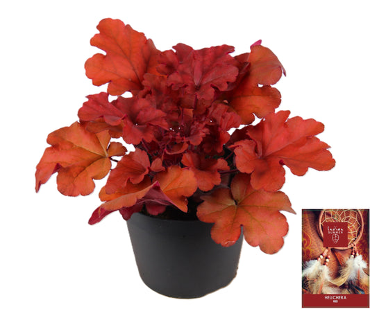 Heuchera Indian Summer red 25cm 15cm Pot