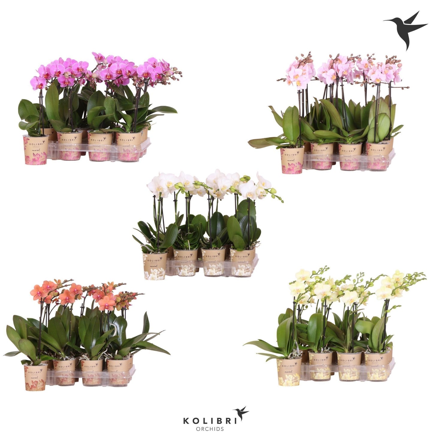 Kolibri Orchids Phalaenopsis Diverse 1 spike 40cm 9cm Pot