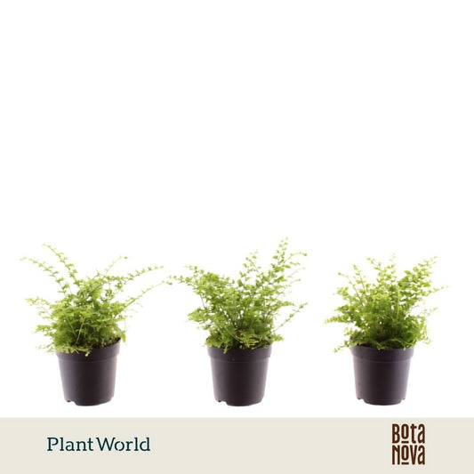 Nephrolepis Green Fantasy 10cm 7cm Pot