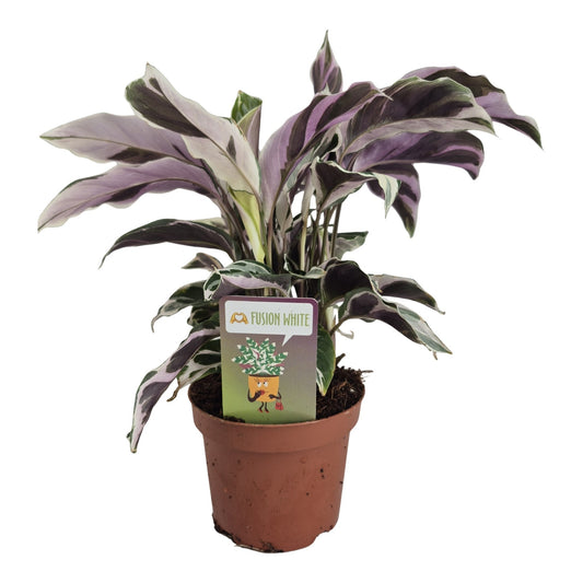 Calathea Fusion White 25cm 10.5cm Pot