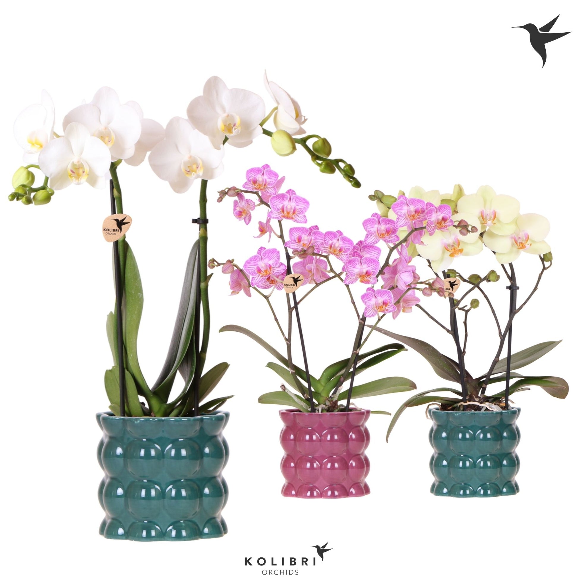 Phalaenopsis mix 2spike 40cm 9cm Pot