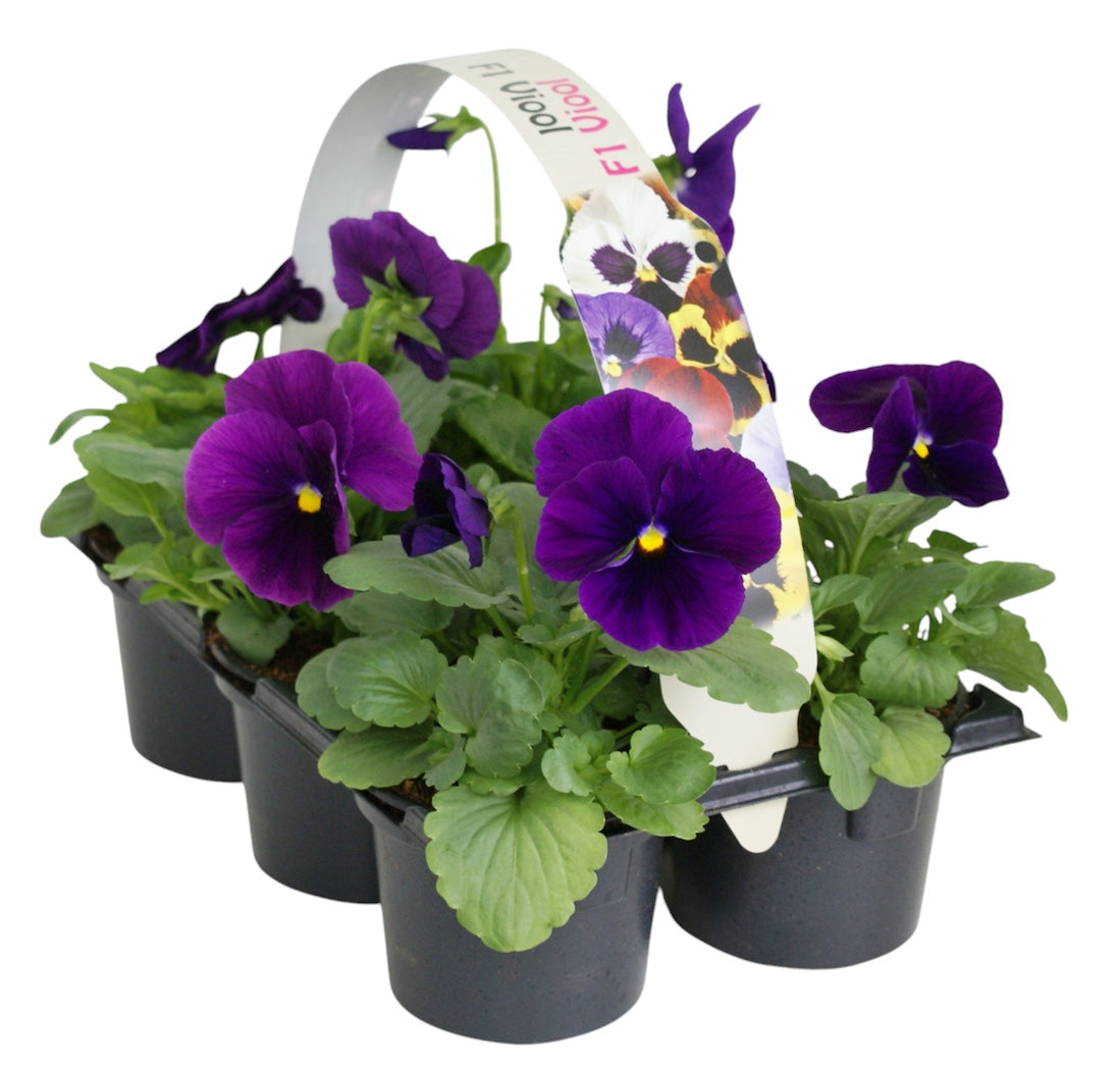 Viola paars 12cm 9cm Pot