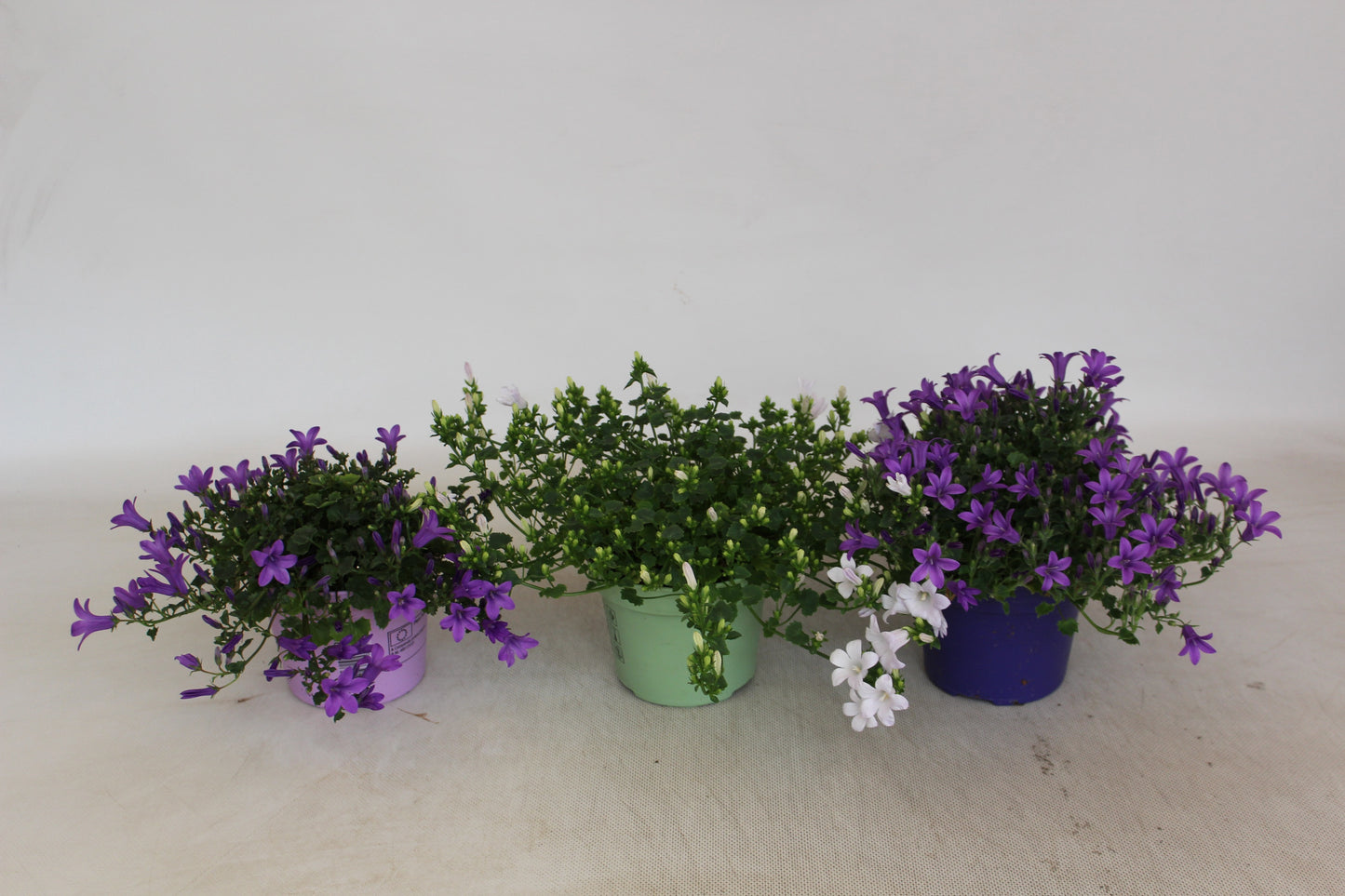Campanula mix 20cm 12cm Pot