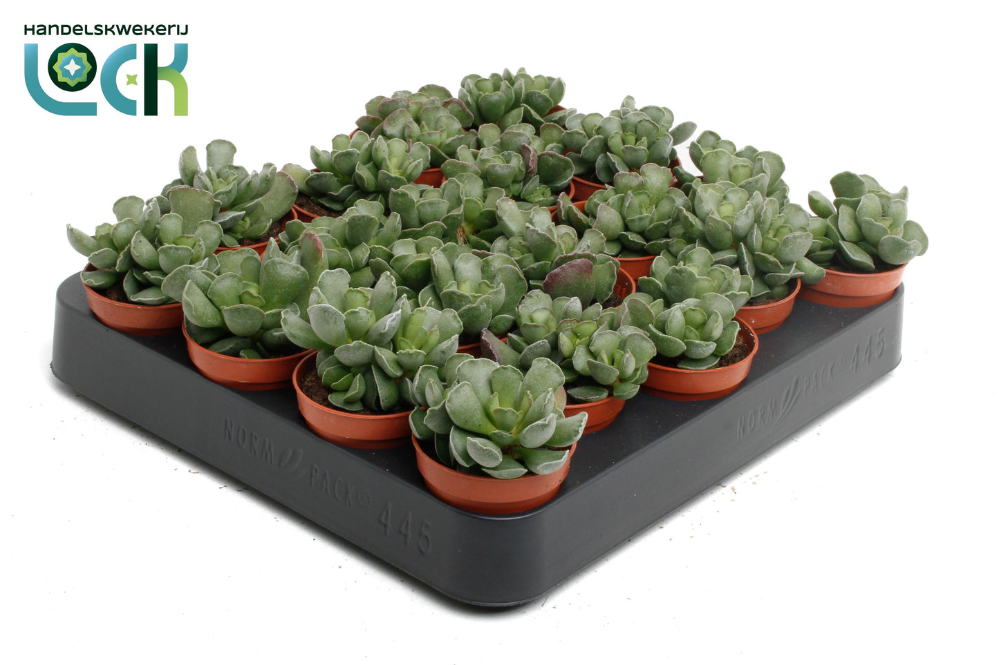 Adromischus cristatus 10cm 505cm Pot