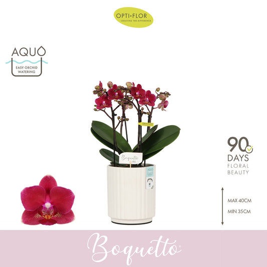 Phalaenopsis Purple 35cm 12cm Pot