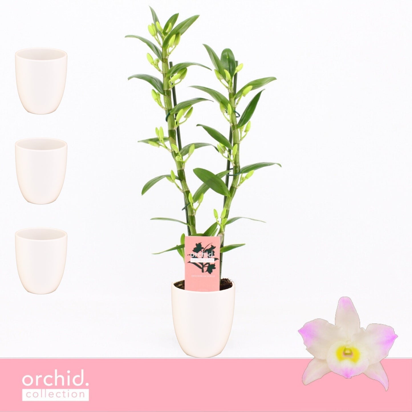 Dendrobium Kumiko 50cm 12cm Pot