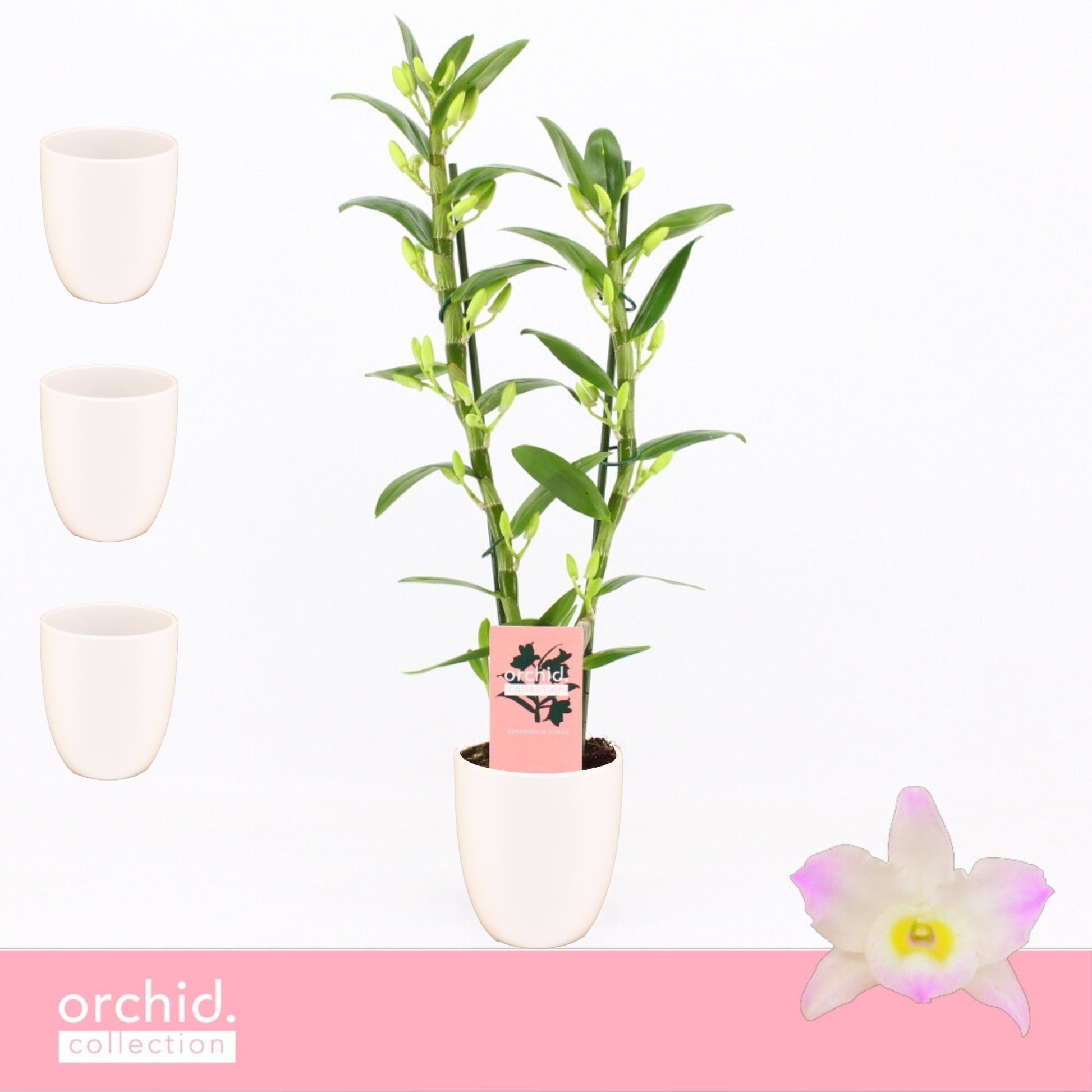 Dendrobium Kumiko 50cm 12cm Pot